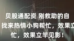 贝股通配资 刚救助的自闭狗狗，找来热情小狗帮忙，效果立竿见影！